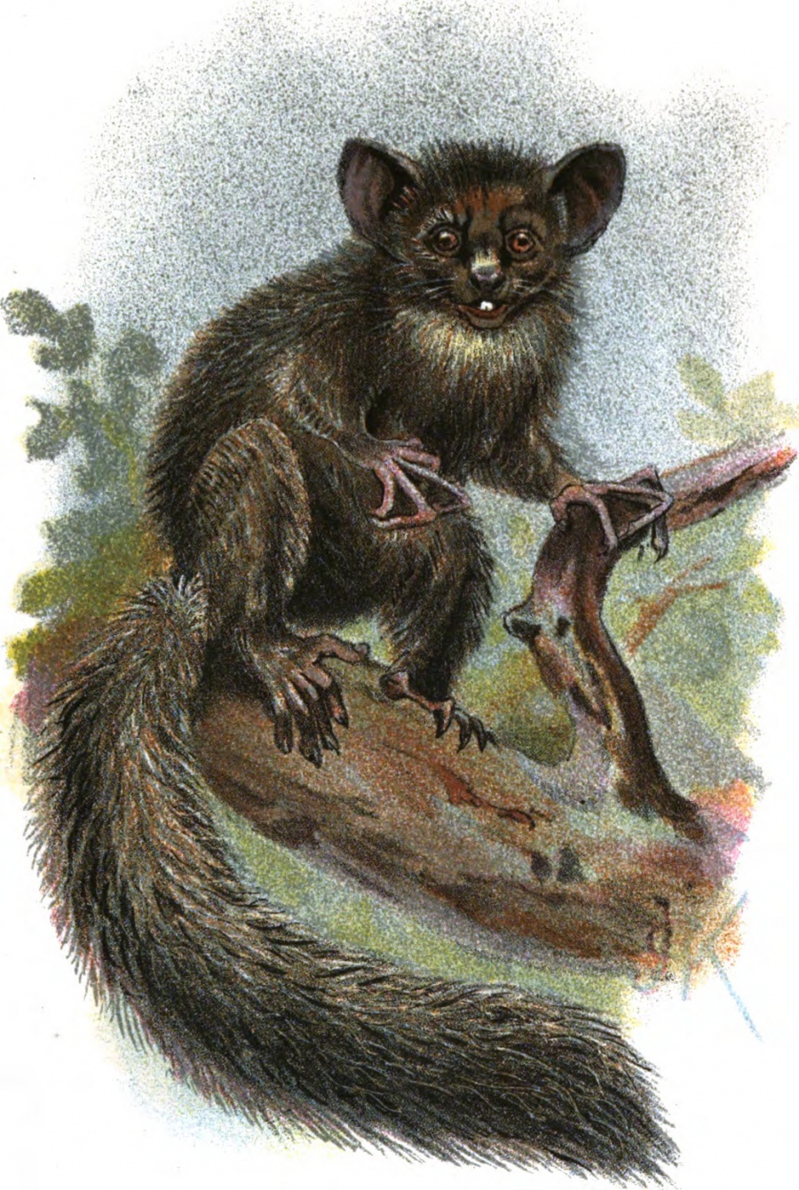 aye-aye-madagascar