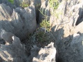 Tsingy de Bemaraha IMG 4772.jpg
