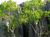 Tsingy de Bemaraha IMG 4811.jpg
