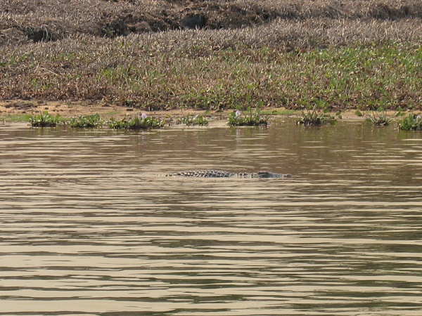 Ankarafantsika National Park 036.jpg