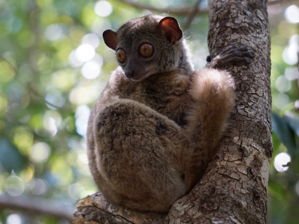 Ankarana sportive lemur 001.jpg