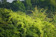 Antanetiambo Nature Reserve 029.jpg