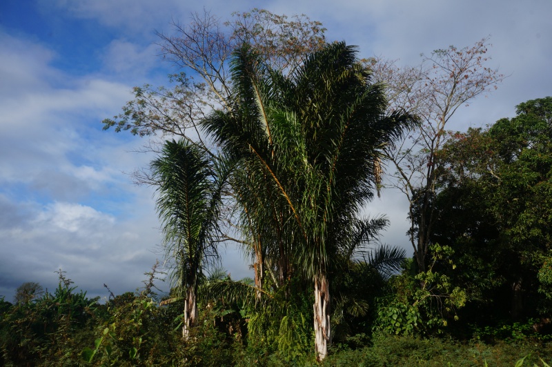 File:Antanetiambo Nature Reserve 035.jpg
