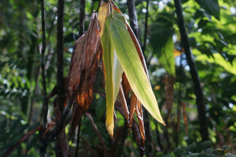 File:Antanetiambo Nature Reserve 047.jpg