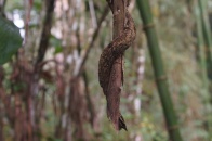 Antanetiambo Nature Reserve 061.jpg