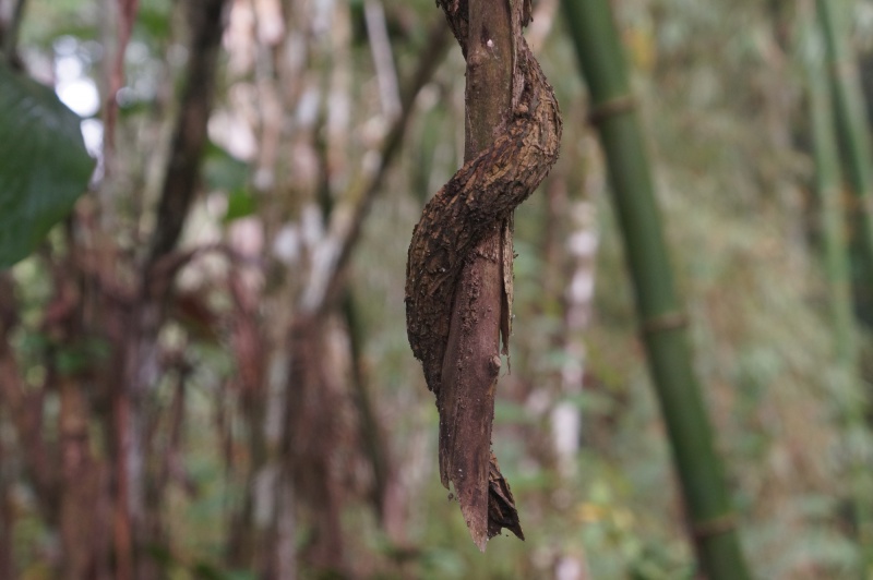 File:Antanetiambo Nature Reserve 061.jpg