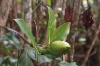 Antanetiambo Nature Reserve 062.jpg