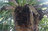 Antanetiambo Nature Reserve 063.jpg