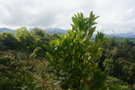 Antanetiambo Nature Reserve 070.jpg