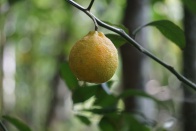 Antanetiambo Nature Reserve 076.jpg