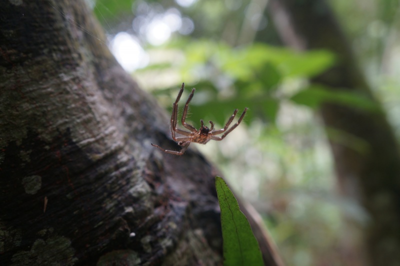 File:Antanetiambo Nature Reserve 079.jpg