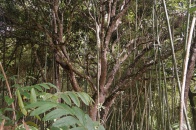 Antanetiambo Nature Reserve 085.jpg