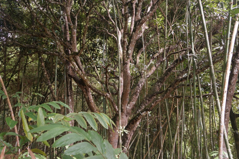 File:Antanetiambo Nature Reserve 085.jpg