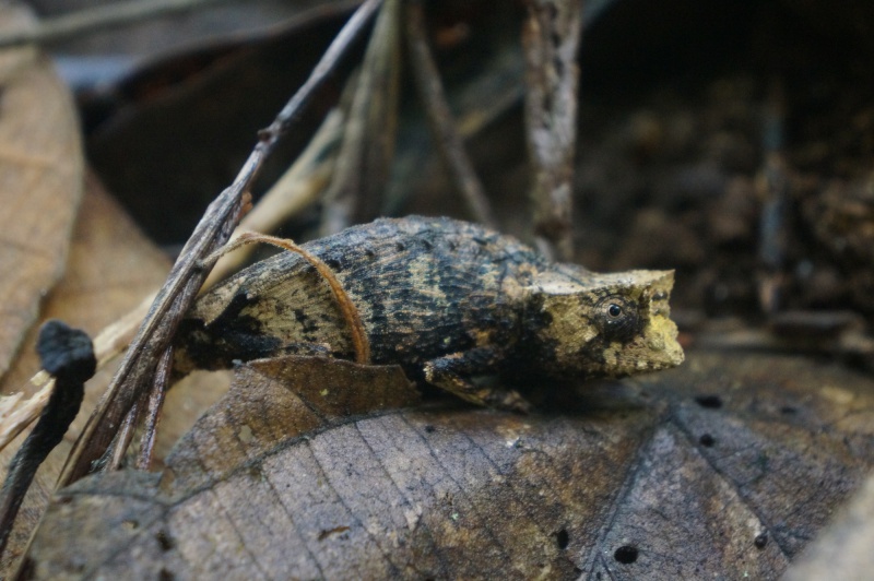 File:Antanetiambo Nature Reserve 096.jpg