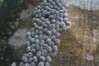 Antanetiambo Nature Reserve 101.jpg