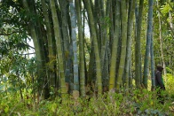 Antanetiambo Nature Reserve 110.jpg