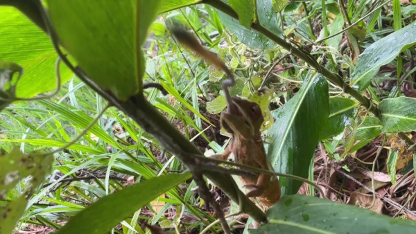 Antanetiambo Nature Reserve 124.jpg