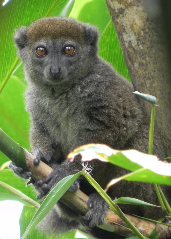 Antanetiambo Nature Reserve 131.jpg