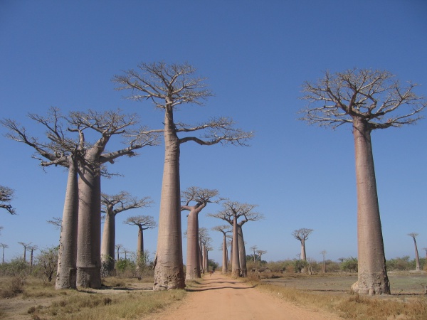 Baobab Avenue 003.jpg