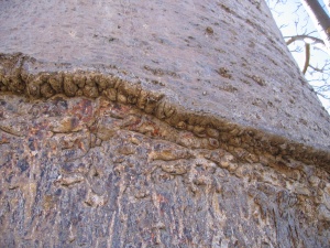 Baobab Avenue 009.jpg