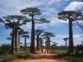 Baobab Avenue 011.jpg