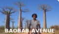 Baobab Avenue banner.jpg