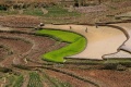 Betsileo rice field 02.jpg