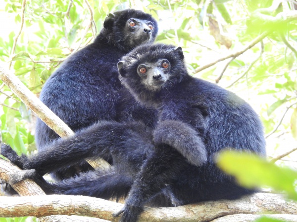 Black Lemur Camp Sifaka Circuit 001.jpg