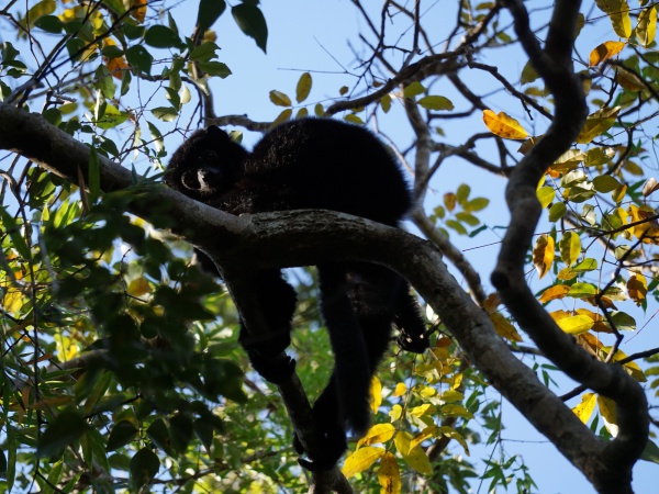 Black Lemur Camp Sifaka Circuit 002.jpg