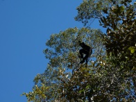 Black Lemur Camp Sifaka Circuit 003.jpg
