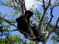Black Lemur Camp Sifaka Circuit 008.jpg