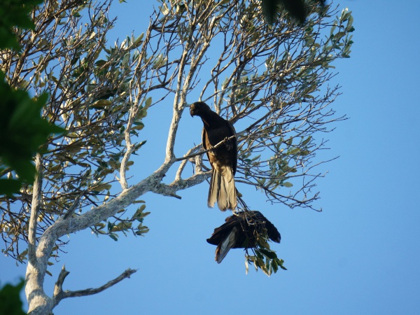 Black Lemur Camp Viewpoint Circuit 083.jpg