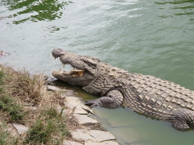 Croc Farm - Madagascar