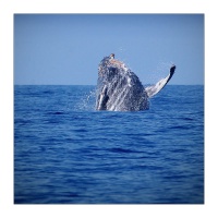 HDLP Whale.jpg