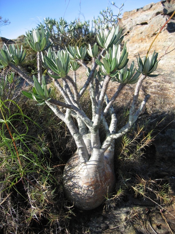 Isalo National Park 008.jpg