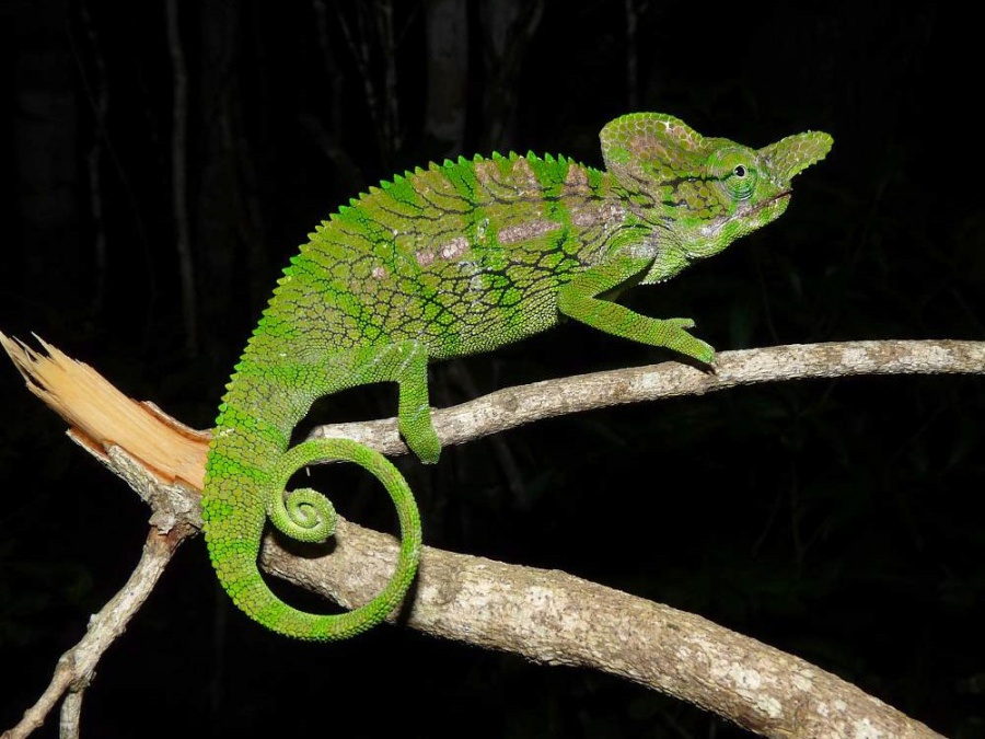 Labord's Chameleon - Madagascar