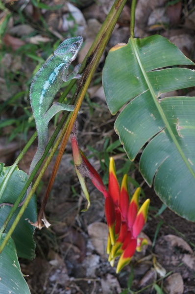 File:Macolline Forest 032.jpg
