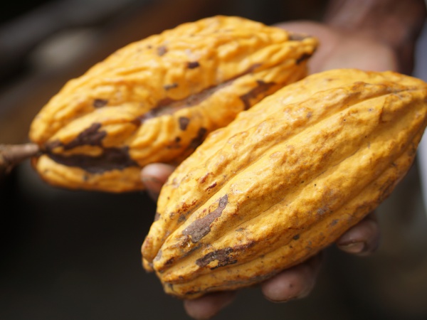 Madagascar Cacao 002.jpg