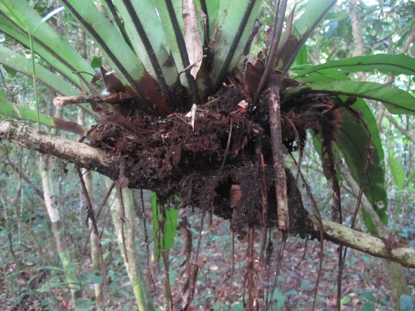 Marojejy National Park 098.jpg