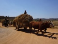 Zebu cart 001.jpg