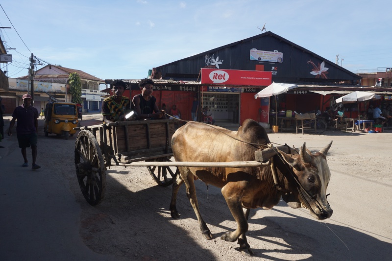 Zebu cart 007.jpg