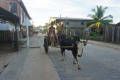 Zebu cart 008.jpg