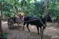 Zebu cart 010.jpg