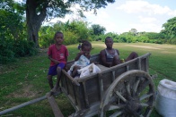 Zebu cart 019.jpg