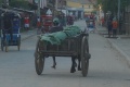 Zebu cart 020.jpg