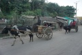 Zebu cart 022.jpg