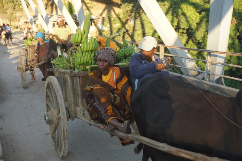 Zebu cart 028.jpg