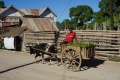 Zebu cart 033.jpg