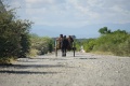 Zebu cart 035.jpg