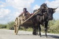 Zebu cart 037.jpg